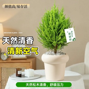 香松盆栽金冠柏绿植树苗盆景棒棒糖松树四季绿植办公室内好养香柏