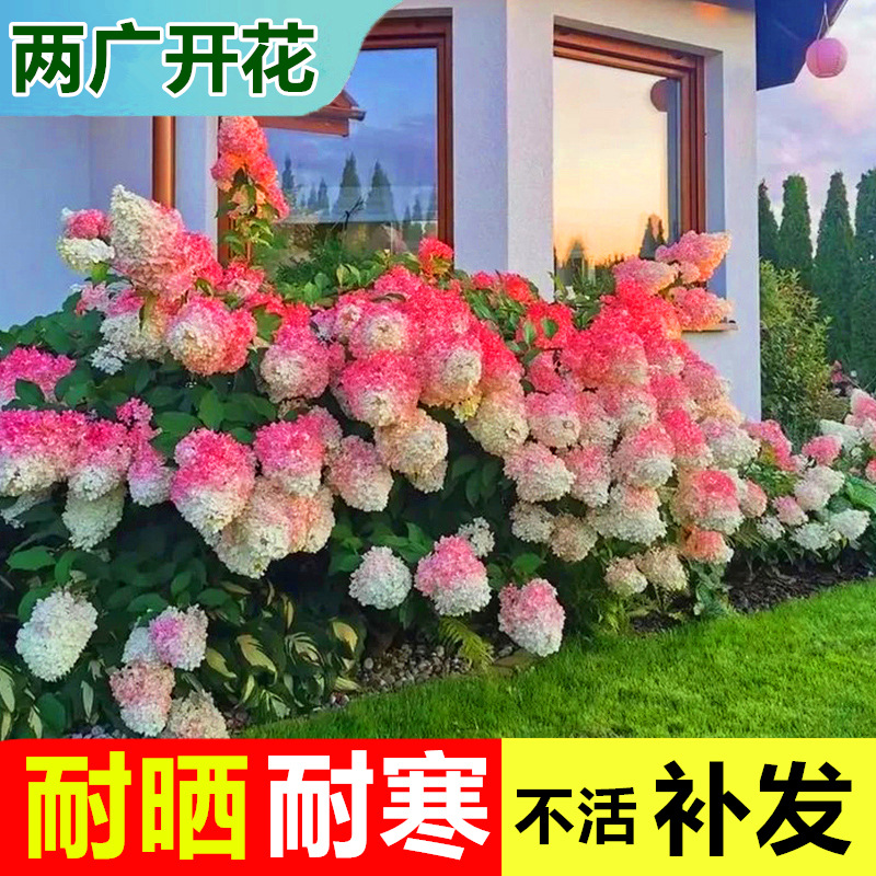 圆锥绣球花无尽夏多季开绣球花盆栽带花庭院花卉室内植物花带花苞