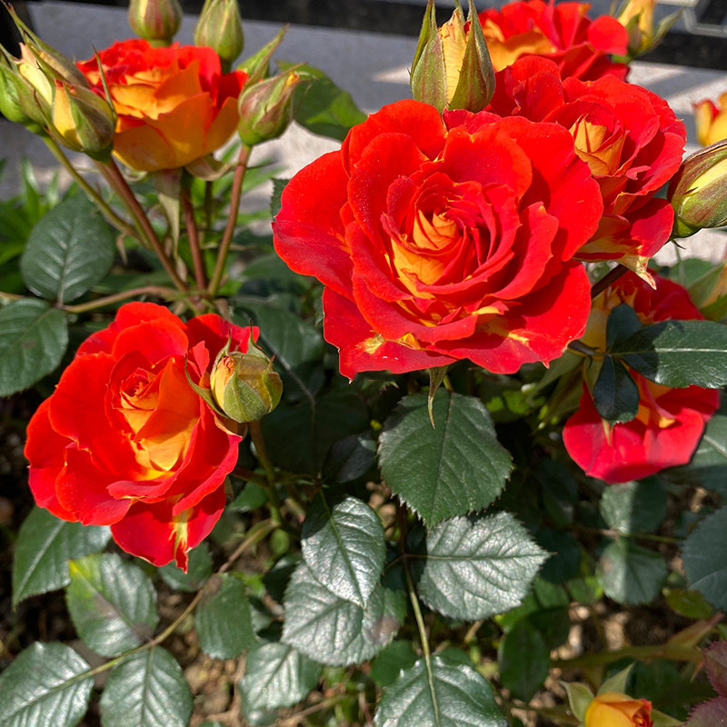 双鱼座月季大苗阳台盆栽多季开特大浓香玫瑰庭院植物勤花耐寒花卉