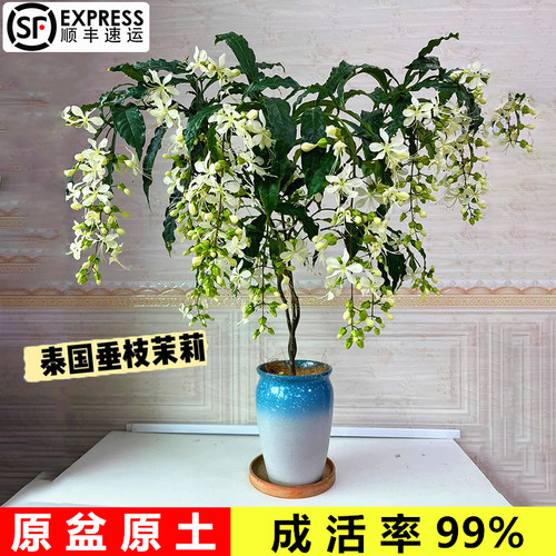 泰国茉莉大苗盆栽带花苞垂枝客厅