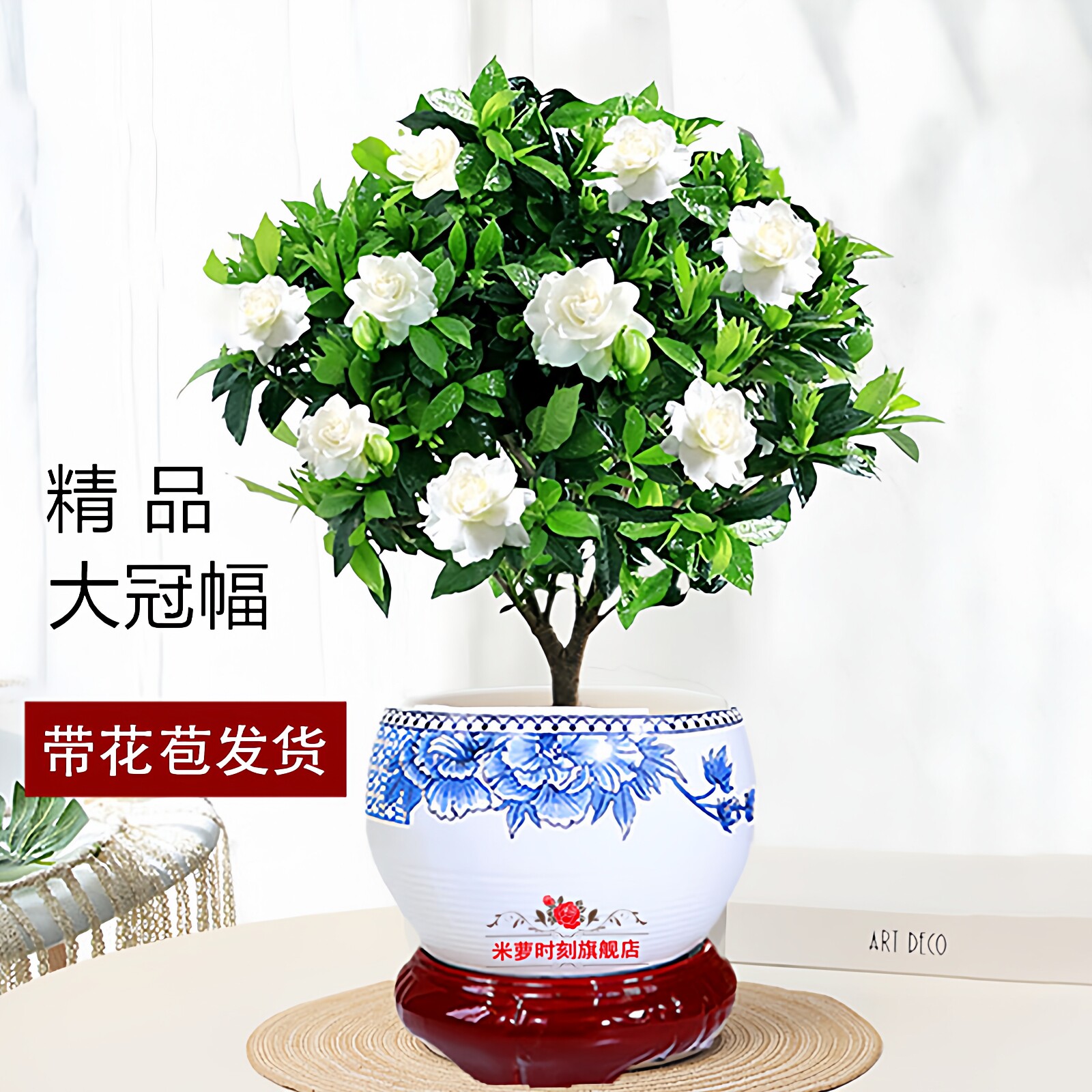 栀子花盆栽带花苞阳台茉莉花四季图片