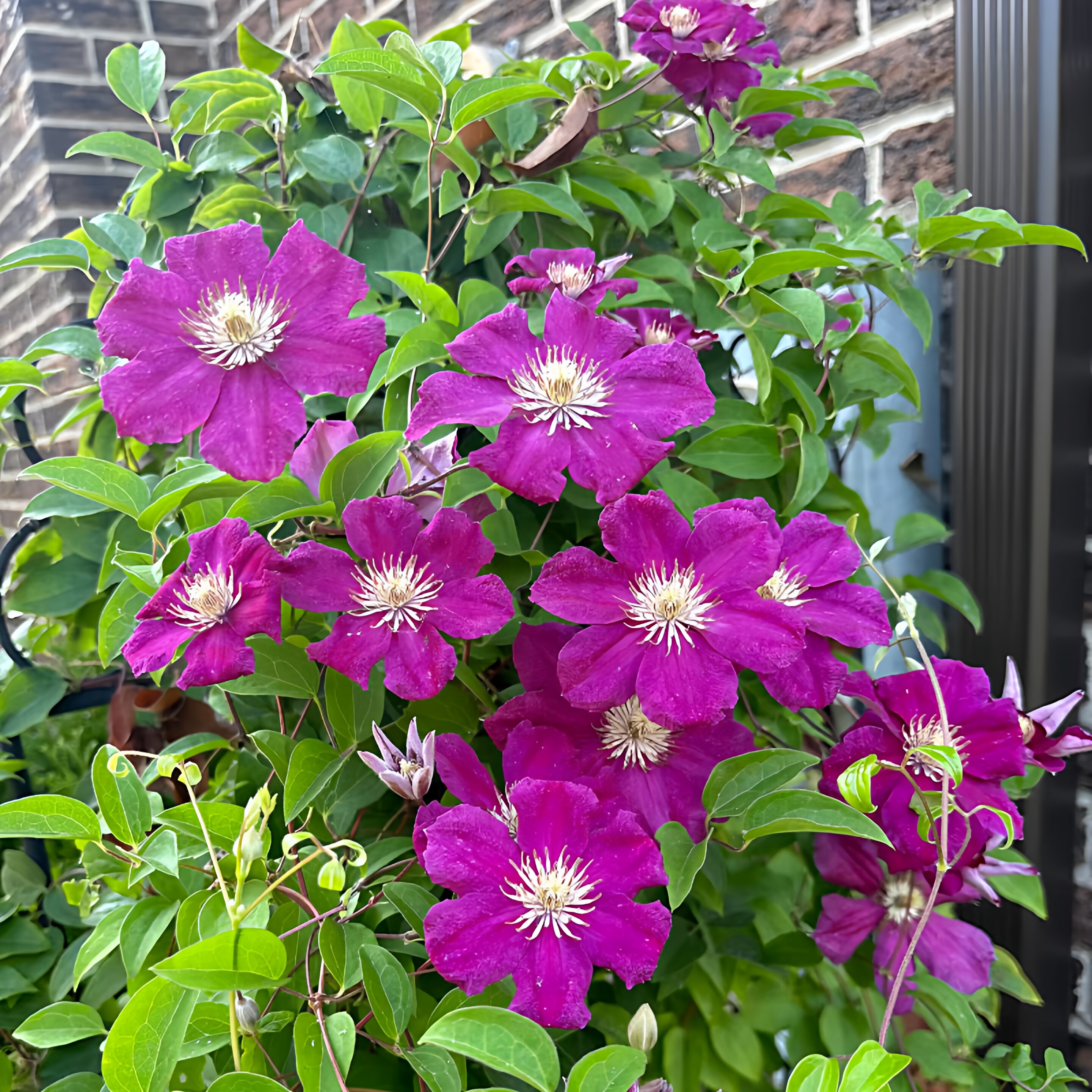 东方晨曲铁线莲花苗盆栽早花大花组阳台庭院花墙攀爬藤本花卉植物