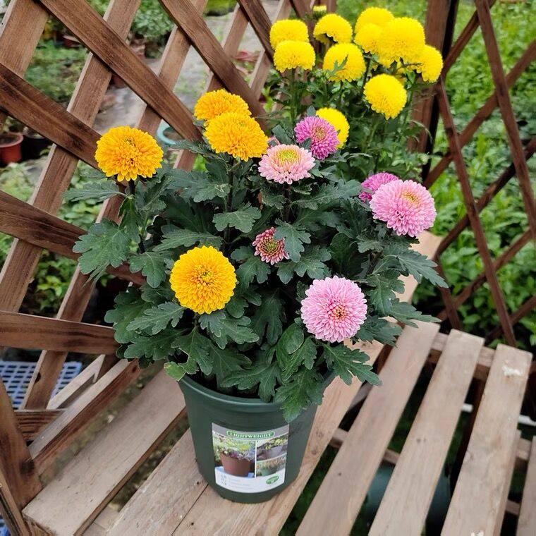 乒乓菊七彩色盆栽重瓣球形室内外阳台庭院多季开花期长好种植菊花