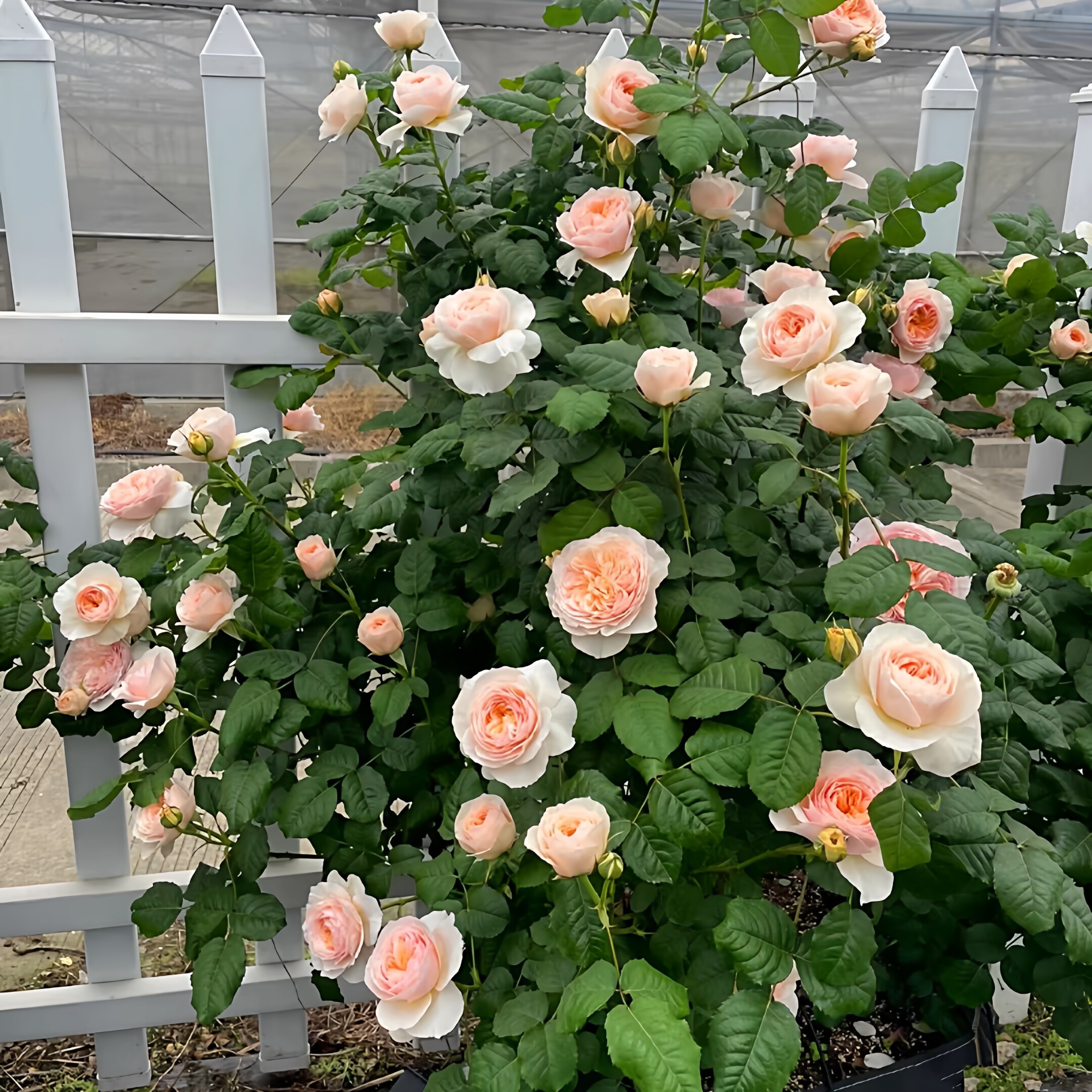 涵仙藤本月季花大苗阳台盆栽庭院地栽围墙爬藤蔷薇花苗爬墙花四季