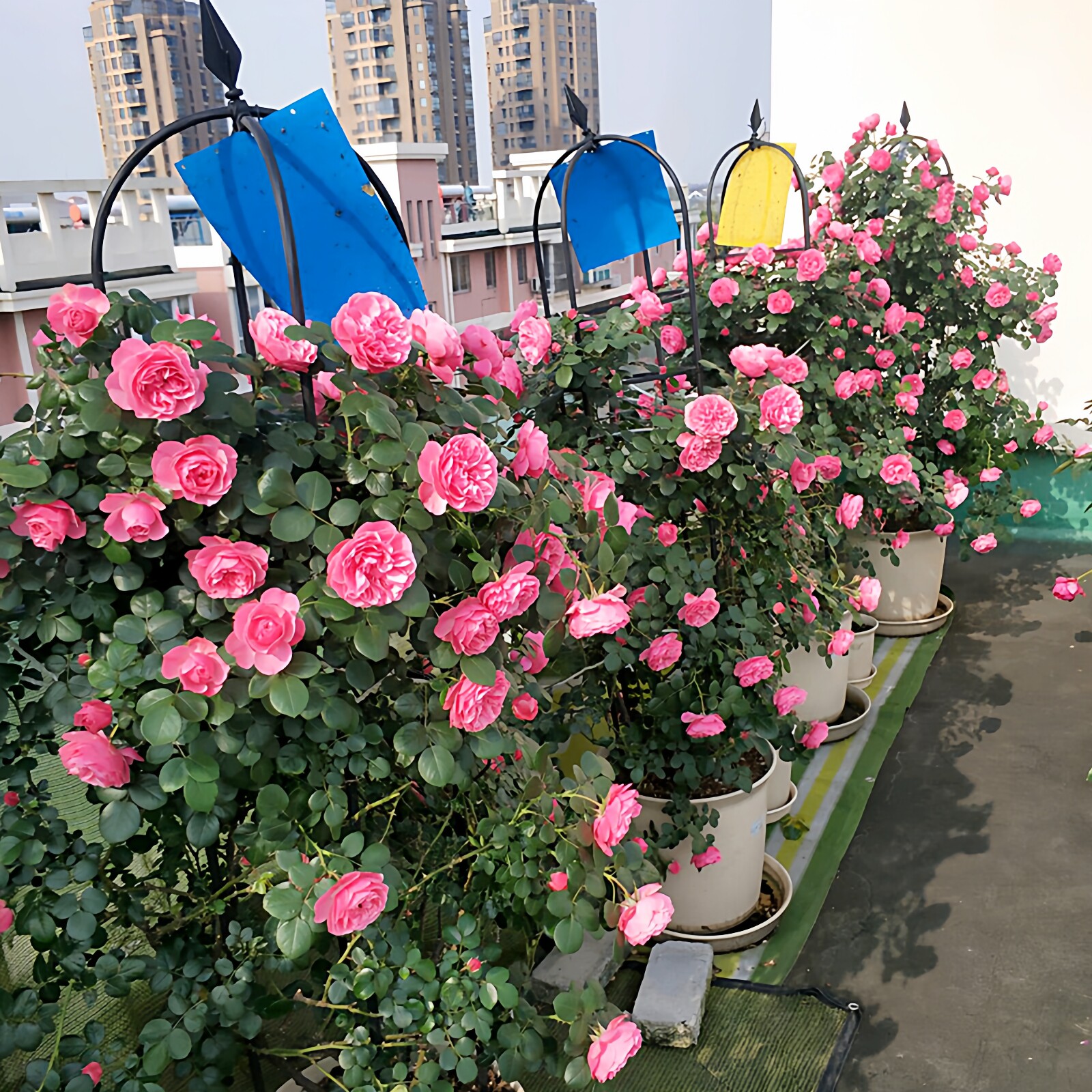粉色达芬奇藤本月季爬藤大苗粉色蔷薇庭院阳台四季玫瑰开浓香粉达