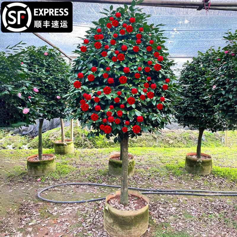 耐冬山茶花树苗庭院耐寒植物茶花大型地栽四季常青盆冬季红色花卉