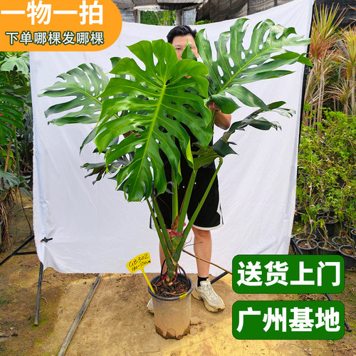 【一物一拍】老桩龟背竹盆栽新中式植物大叶开背室内客厅大型绿植