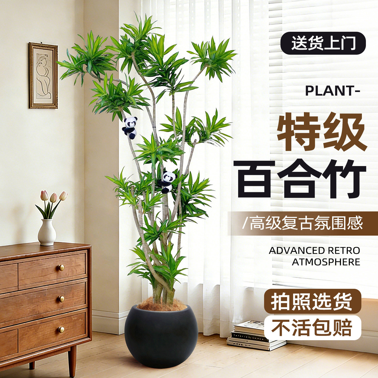 百合竹客厅绿植室内好养--可选树图片