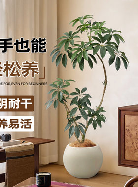 日本保罗大叶伞绿植客厅室内大型植物高级感网红细叶伞落地大盆栽