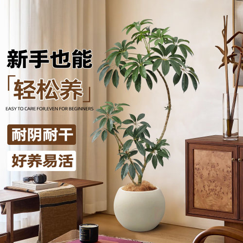 日本保罗大叶伞绿植客厅室内大型植物高级感网红细叶伞落地大盆栽