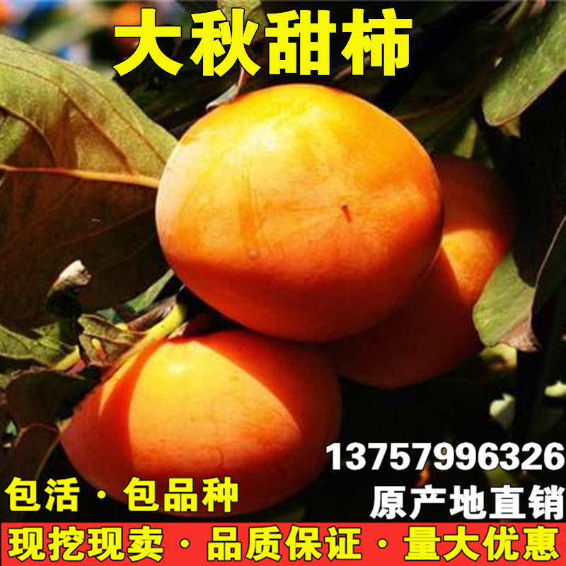 嫁接柿子树苗 大秋甜柿苗 日本甜柿子当年结果 盆栽地栽种植果树
