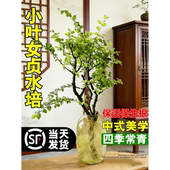 小叶女贞水培老桩造型树千年绿室内花卉绿植物四季 常青鲜切枝条