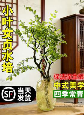 小叶女贞水培老桩造型树千年绿室内花卉绿植物四季常青鲜切枝条