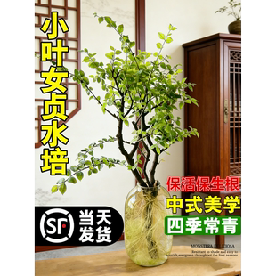 小叶女贞水培老桩造型树千年绿室内花卉绿植物四季常青鲜切枝条