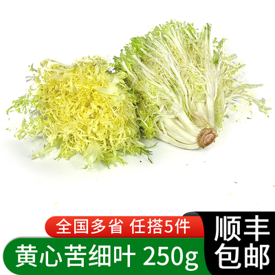 新鲜黄心苦菊250g 苦叶生菜苦苣九芽狗牙生菜苦细叶沙拉蔬菜食材