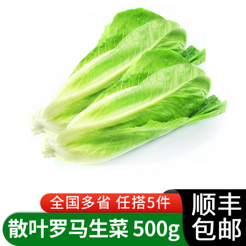 绿食者散叶罗马生菜新鲜蔬菜西餐