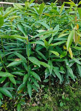 刨花润楠香槁树白楠木美人柴粘柴生态公益林珍贵用材绿化防火树种