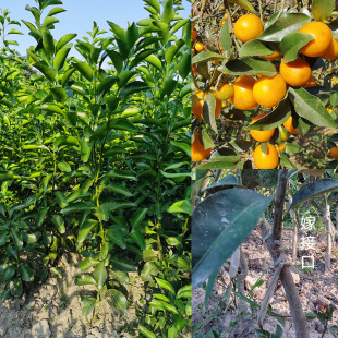 江西遂川脆皮金桔树苗金柑子秧金橘苗带果大苗常绿盆栽地栽庭院