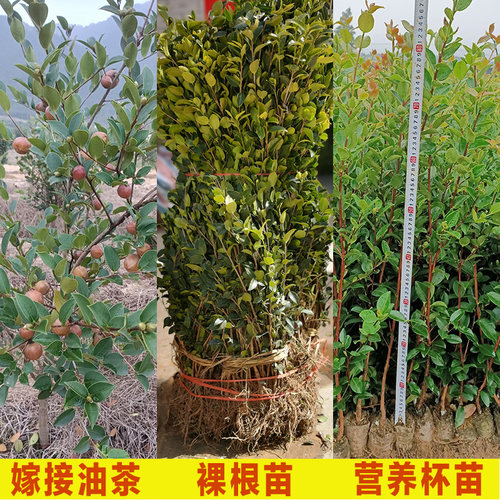 高产嫁接油茶树苗茶树苗白花大果