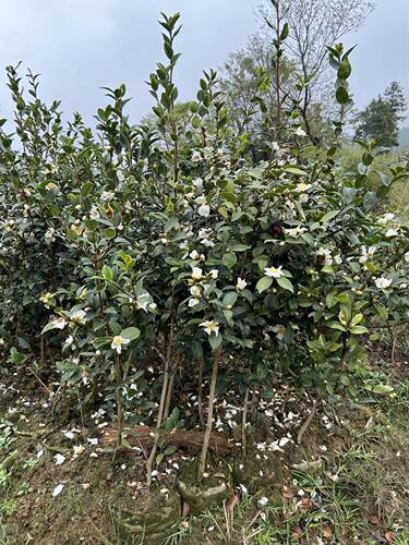 高产嫁接油茶大土杯苗白花大果