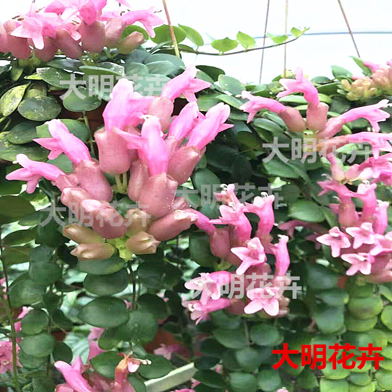 口红吊兰易成活花卉盆栽植物室内阳台垂吊绿植净化空气吸甲醛耐寒