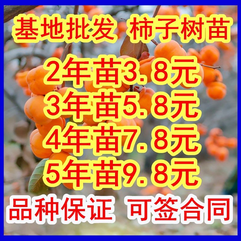 包成活嫁接柿子树苗甜脆苗鸡心日本太秋甜柿果树南北方种植带土