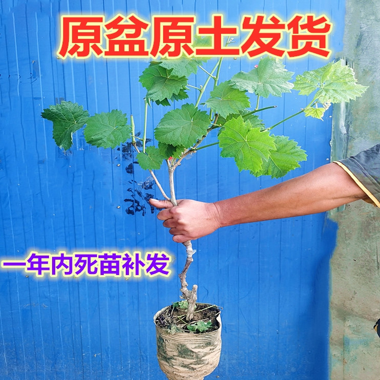 巨峰葡萄苖阳光玫瑰蓝宝石葡萄树苗无籽南方北方种植盆栽爬藤无核