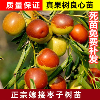 枣树活苗特大冬枣嫁接特大北方南方种植庭院葫芦枣树果树果苗盆栽