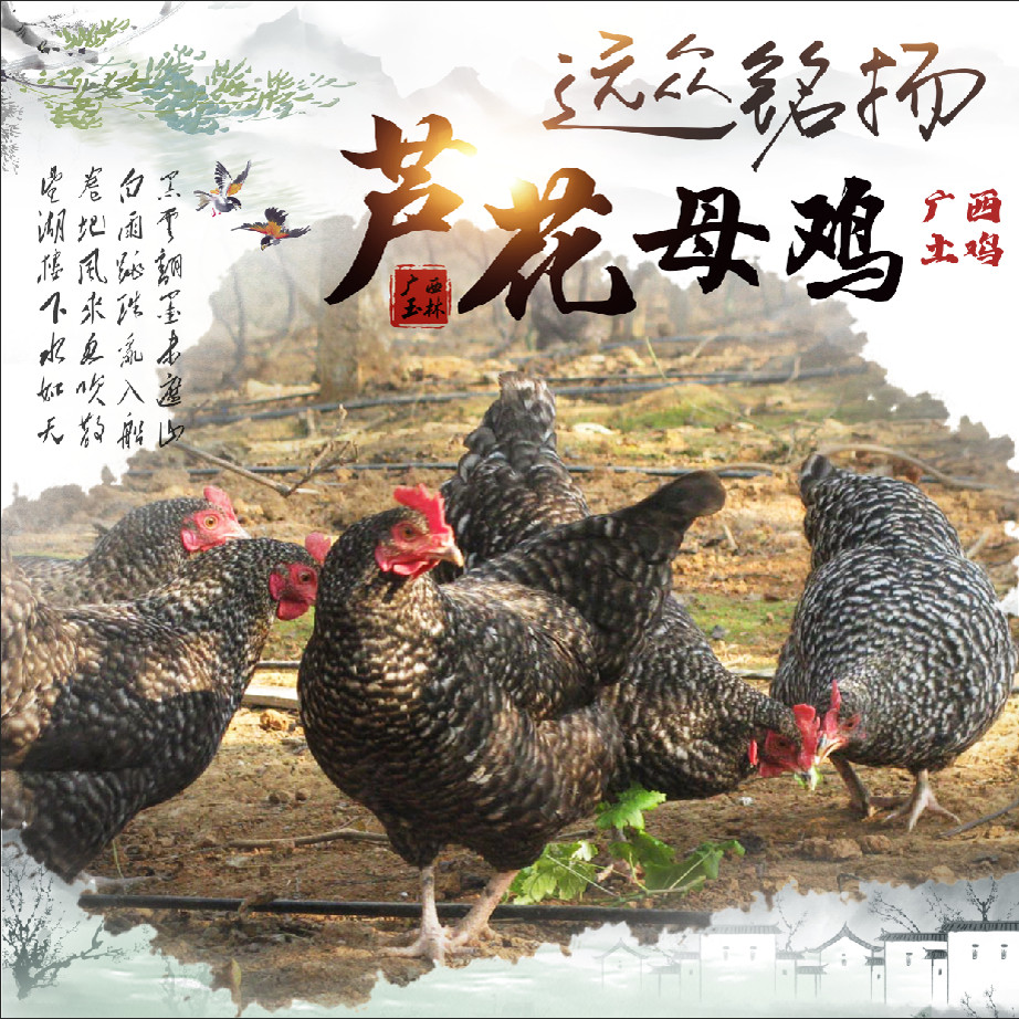 【当日现杀 顺丰空运】广西散养芦花母鸡正宗土鸡整鸡生鲜鸡肉 - 实物图