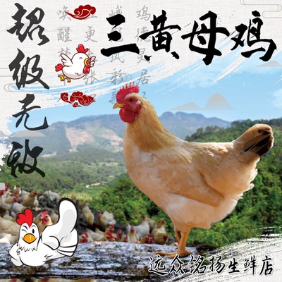 【当日现杀 顺丰空运】广西散养三黄母鸡正宗三黄鸡整鸡生鲜鸡肉