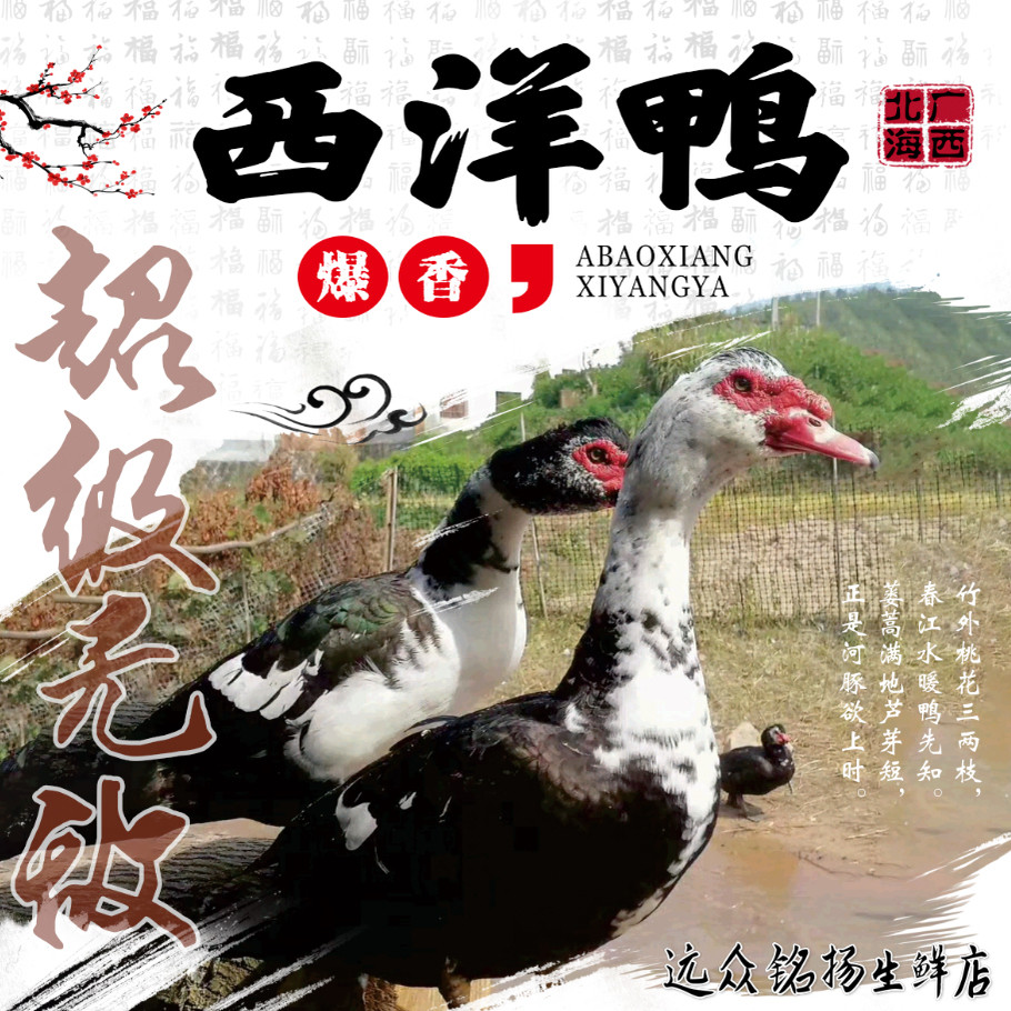 【当日现杀 顺丰空运】广西散养西洋鸭番鸭正宗土鸭整鸭生鲜鸭肉