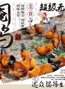 【当日现杀 顺丰空运】广西散养阉鸡正宗土鸡整鸡生鲜鸡肉