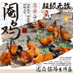 【当日现杀 顺丰空运】广西散养阉鸡正宗土鸡整鸡生鲜鸡肉
