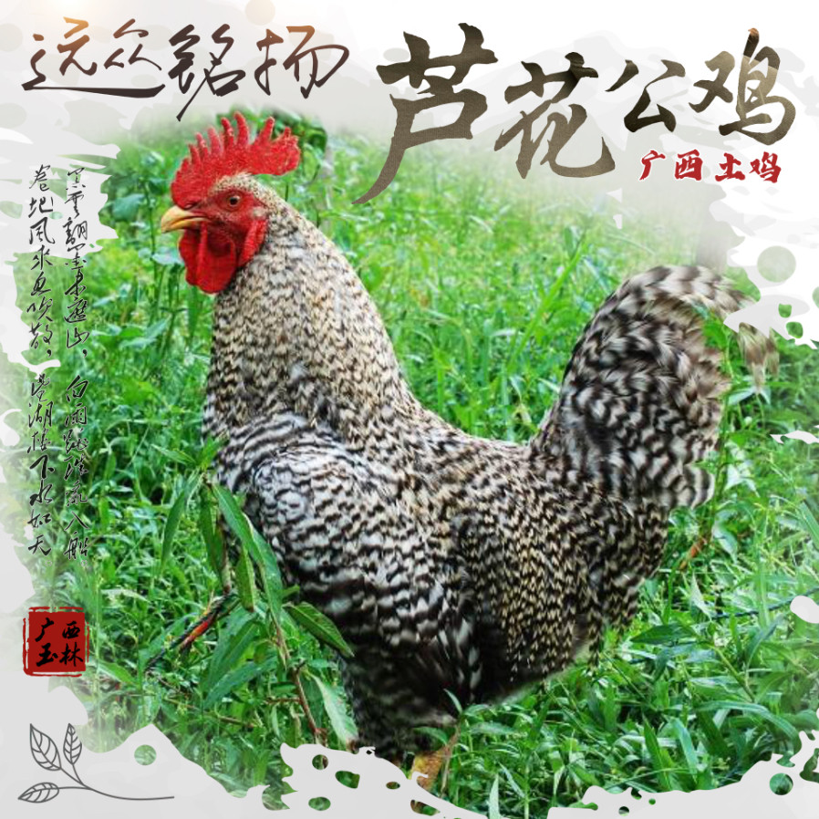 【订单现杀 顺丰空运】广西散养整鸡/整鸡制品