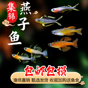 霓虹燕子珍珠燕子阿鲁橘红燕子鱼小型热带观赏鱼淡水鱼活体热带鱼