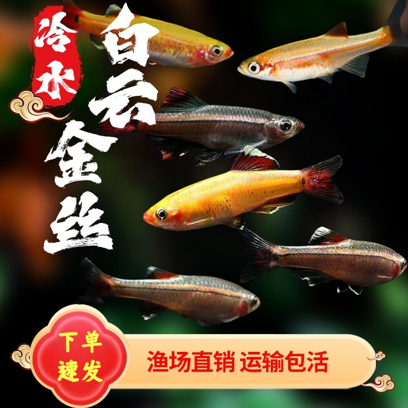 小型低温原生观赏鱼白云金丝鱼可冷水饲养金丝灯科鱼好养耐活淡水