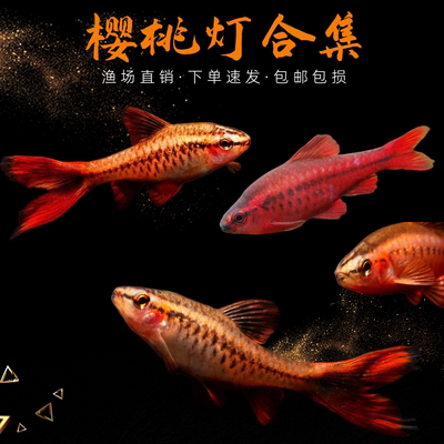 热带小型灯科鱼长短尾樱桃灯红玫瑰观赏鱼草缸精灵淡水观赏鱼好养
