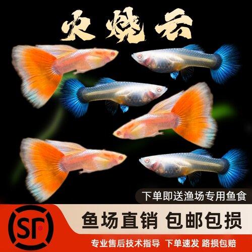 热带淡水观赏鱼精品凤尾孔雀鱼火烧云孔雀观赏鱼包邮包损耐活