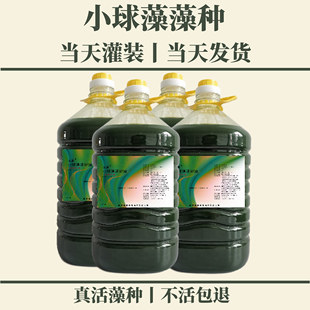 小球藻种  水产养殖肥水培藻  扩培用小球藻 海水藻种 淡水藻种