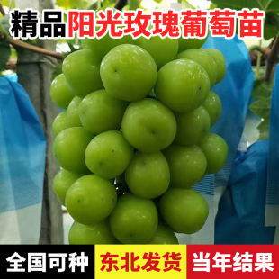 阳光玫瑰葡萄苗葡萄树苖辽宁葫芦岛基地南北方均种植耐寒葡萄树苗