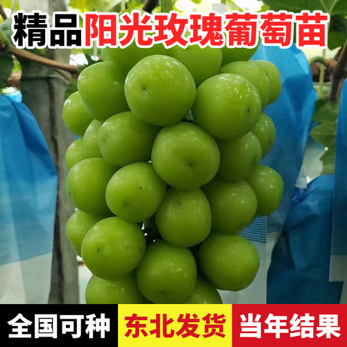 阳光玫瑰葡萄树苖辽宁葫芦岛基地