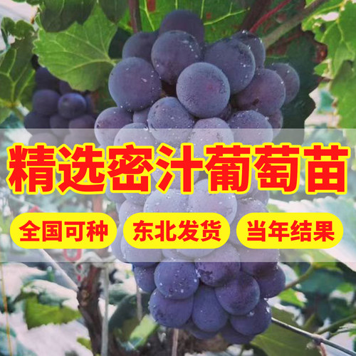 蜜汁葡萄苗爬藤盆栽地栽阳台