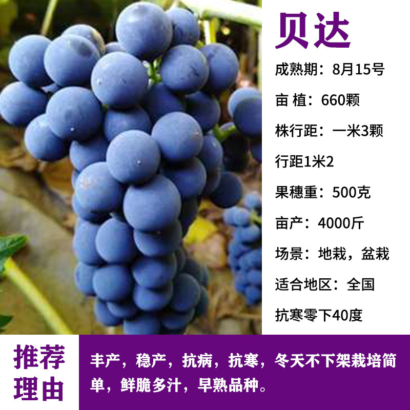 贝达葡萄苗东北耐寒葡萄树苖冬天不下架阳台爬藤南北方种当年结果