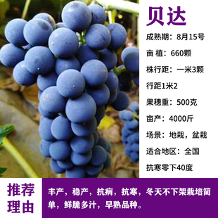 贝达葡萄苗东北耐寒葡萄树苖冬天不下架阳台爬藤南北方种当年结果