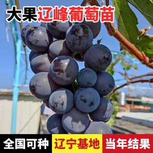 葡萄树苖辽峰葡萄苗爬藤庭院盆栽耐寒阳光玫瑰北南方种植果树果苗