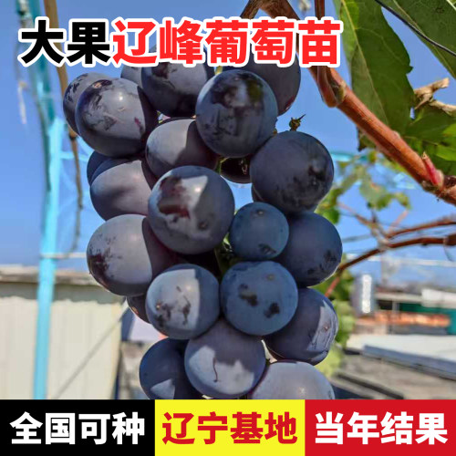 葡萄树苖辽峰葡萄苗爬藤庭院盆栽