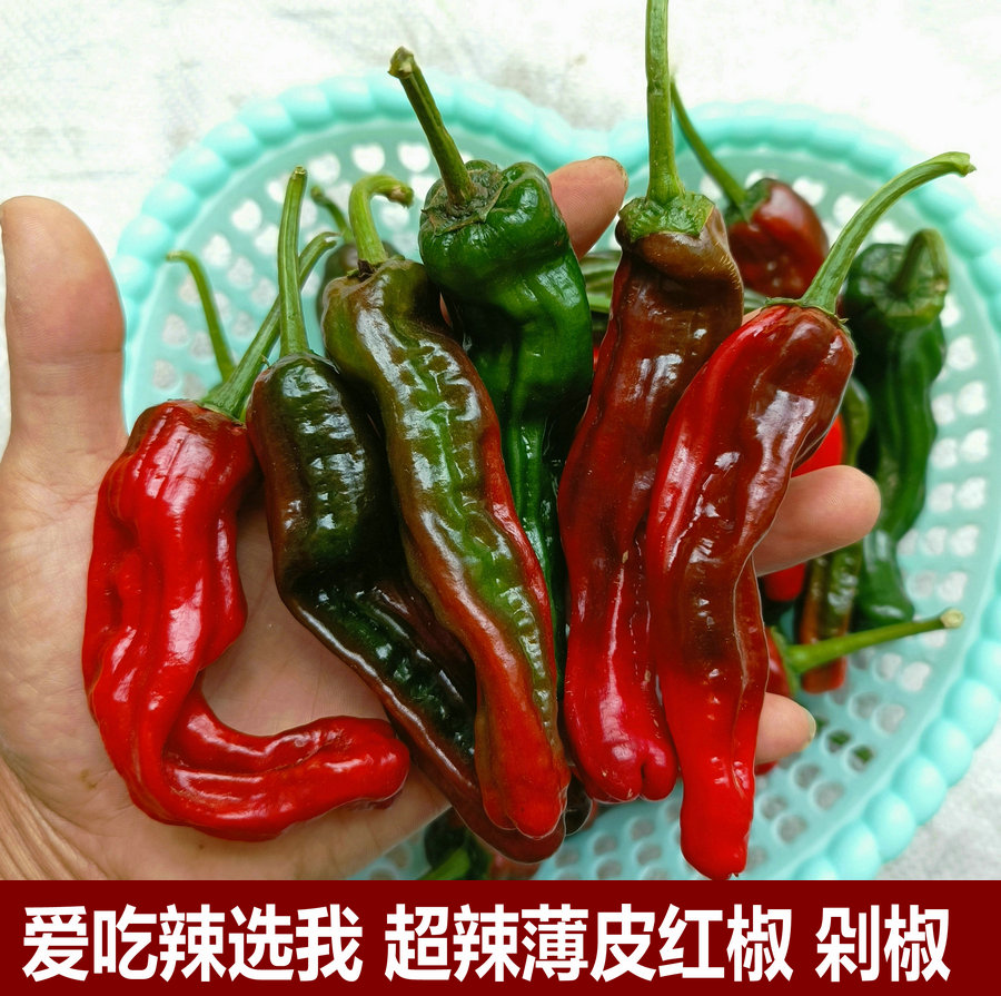 新鲜蔬摘青椒农家种植