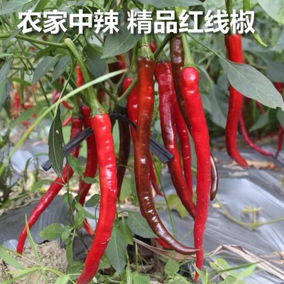 农家种植新鲜采摘中辣辣椒