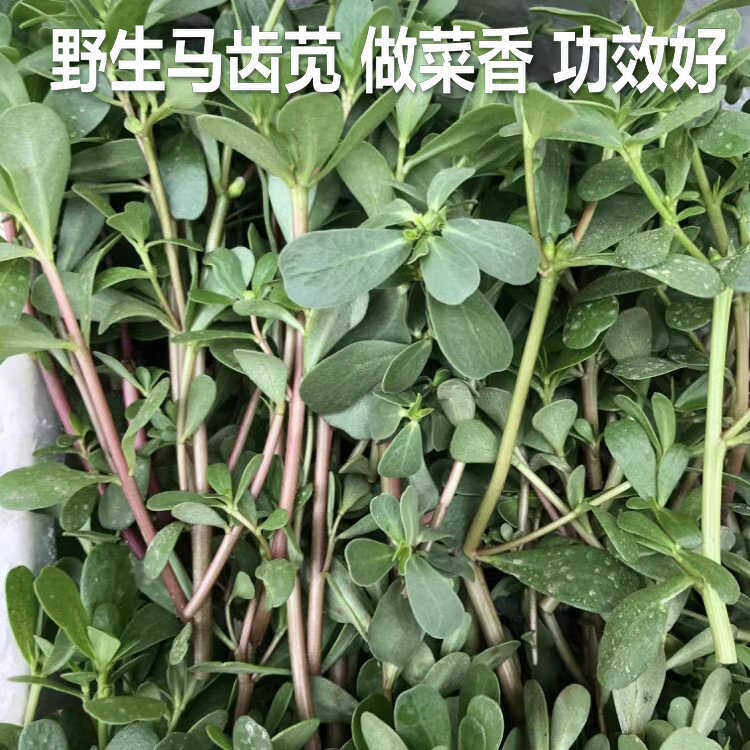 农家野生马齿苋现摘新鲜马齿菜长寿菜野生绿色五行草蚂蚁菜马蜂菜