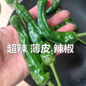 超辣邹皮 辣椒爆辣薄皮辣椒青椒新鲜蔬菜螺丝椒薄皮土辣椒 香辣椒